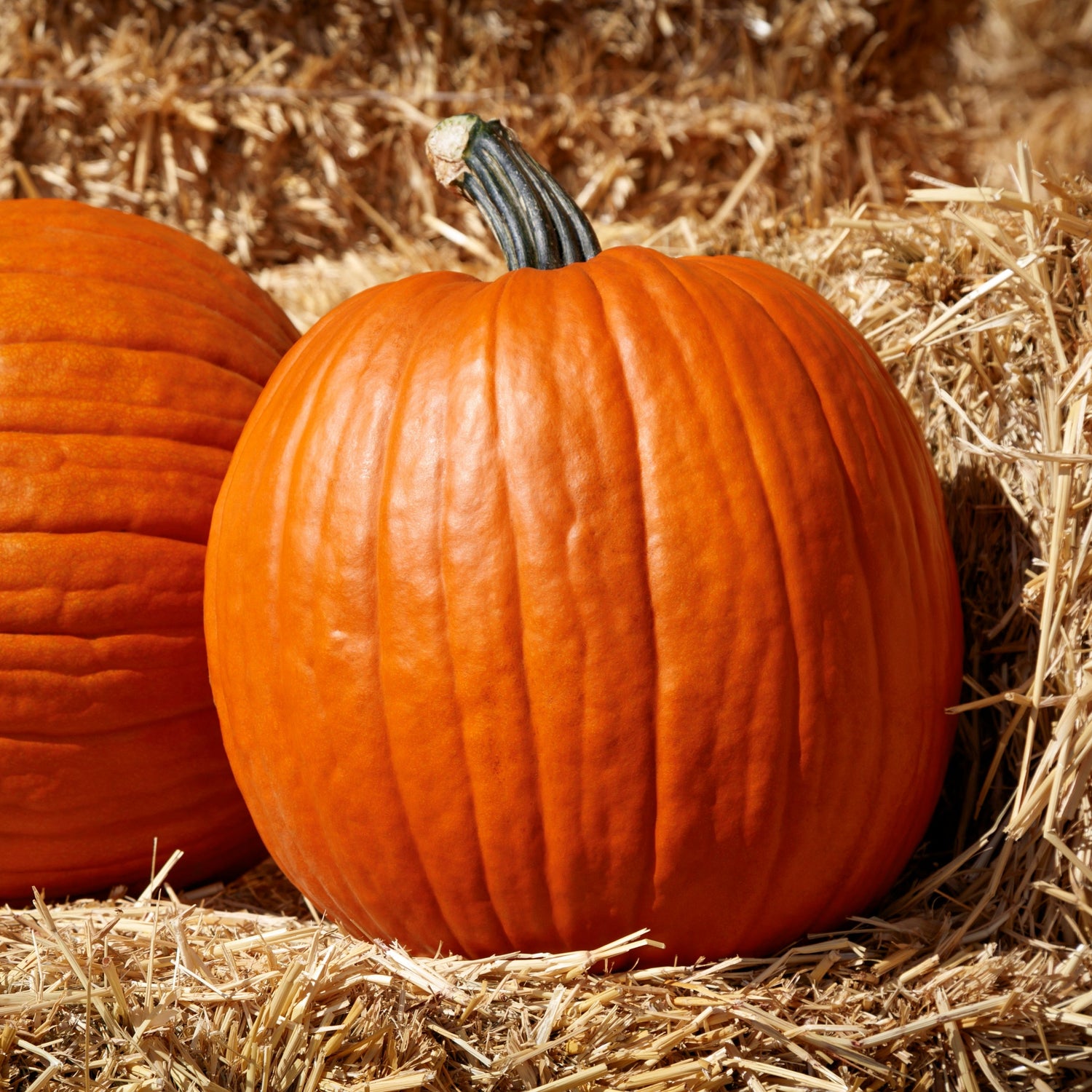 Hybrid Carving Pumpkin - Large Marge