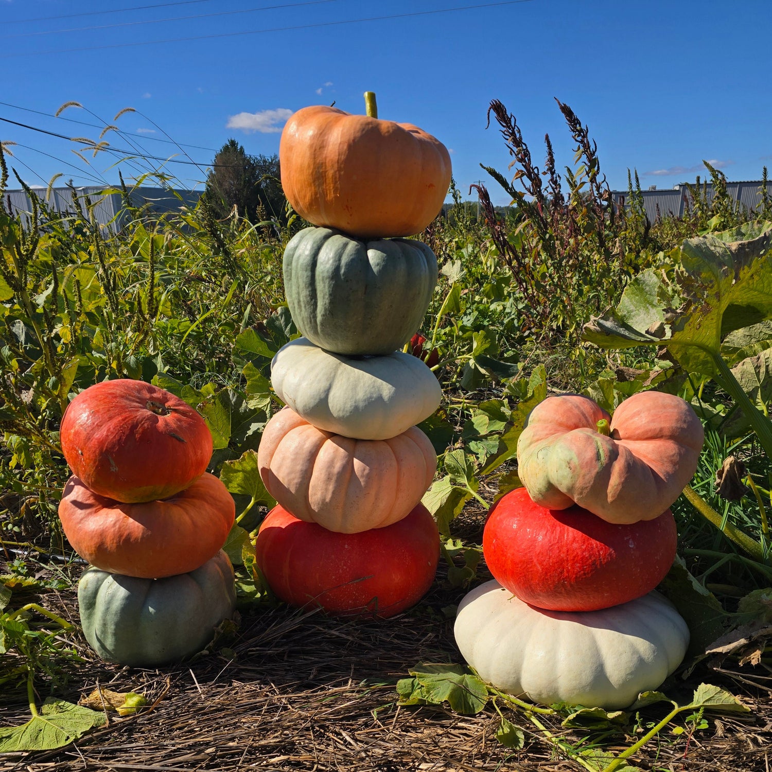 Hybrid Specialty Pumpkin - Large Pumpkin Pileup