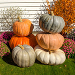 Hybrid Specialty Pumpkin - Large Pumpkin Pileup