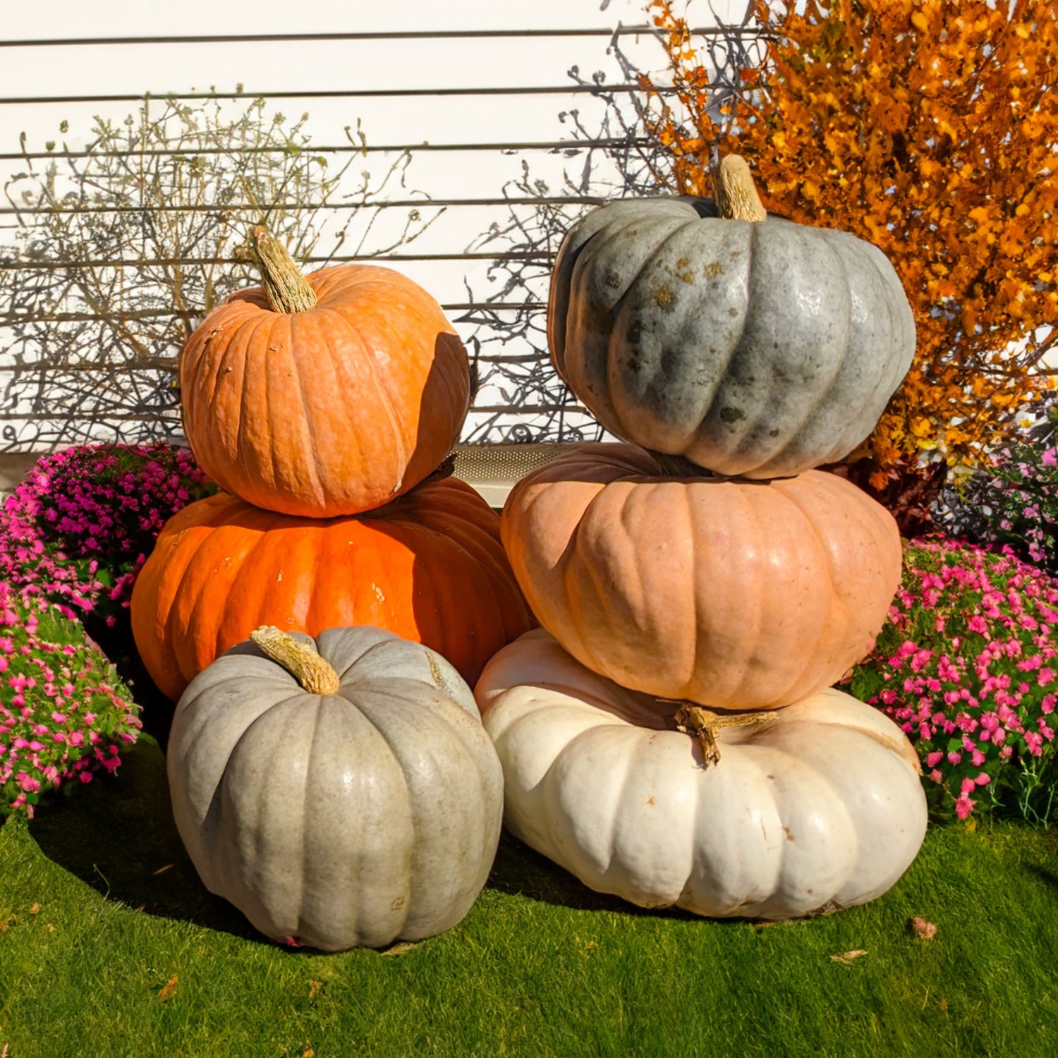 Hybrid Specialty Pumpkin - Large Pumpkin Pileup