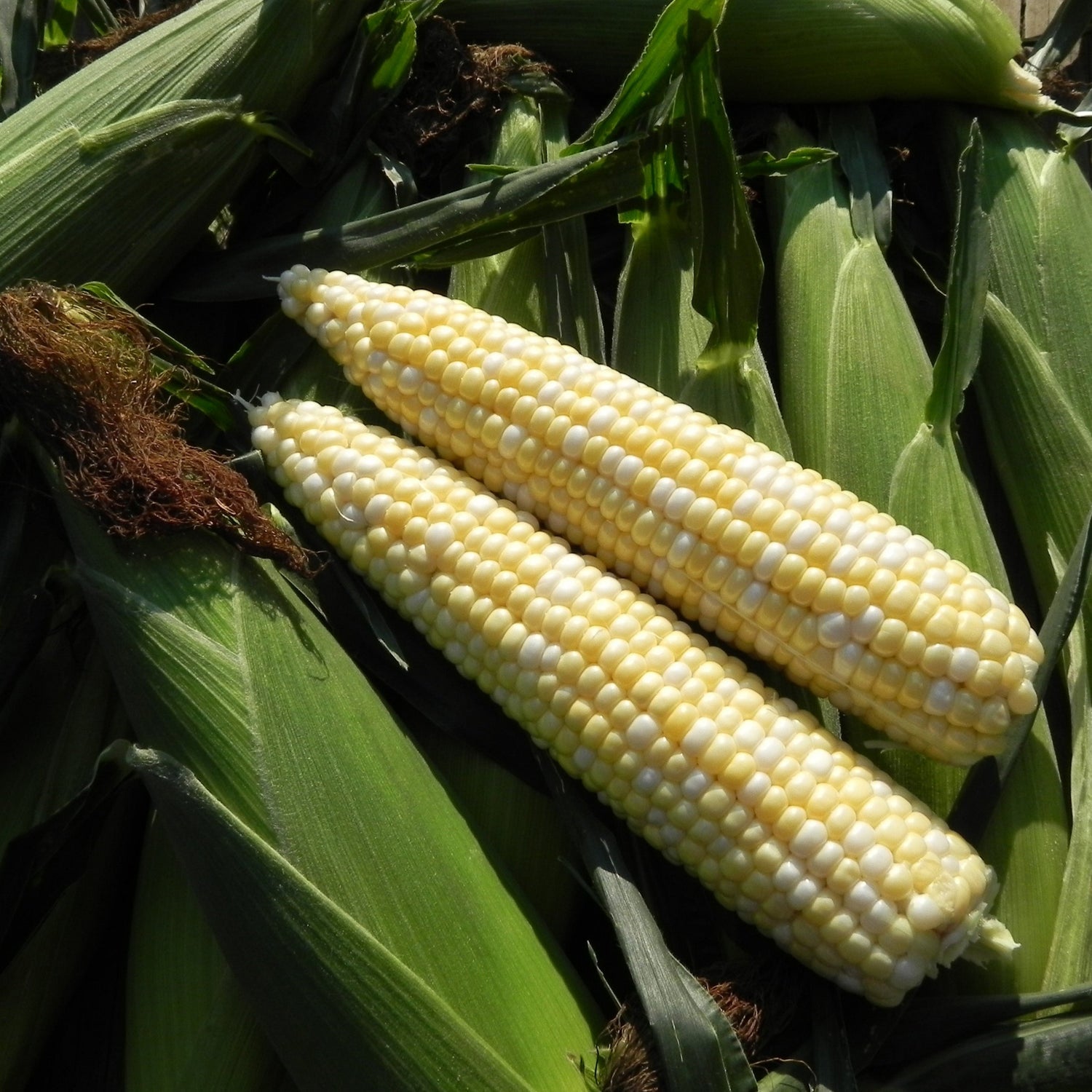 Hybrid Sugar Enhanced Bicolor Corn - Latte