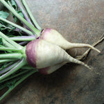 OP Rutabaga - Laurentian