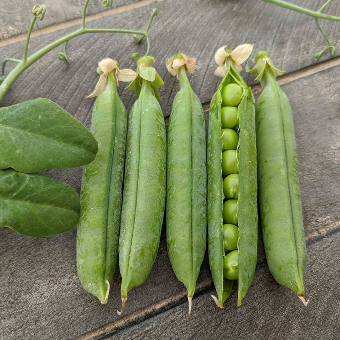 OP Shelling Pea - Legacy