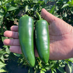 Hybrid Jalapeno Pepper - Legendario