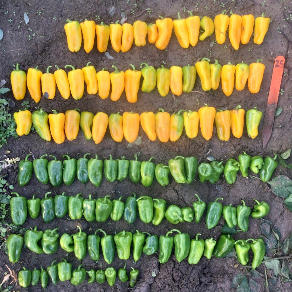 Hybrid Yellow Mini Pepper - Lemon Delite