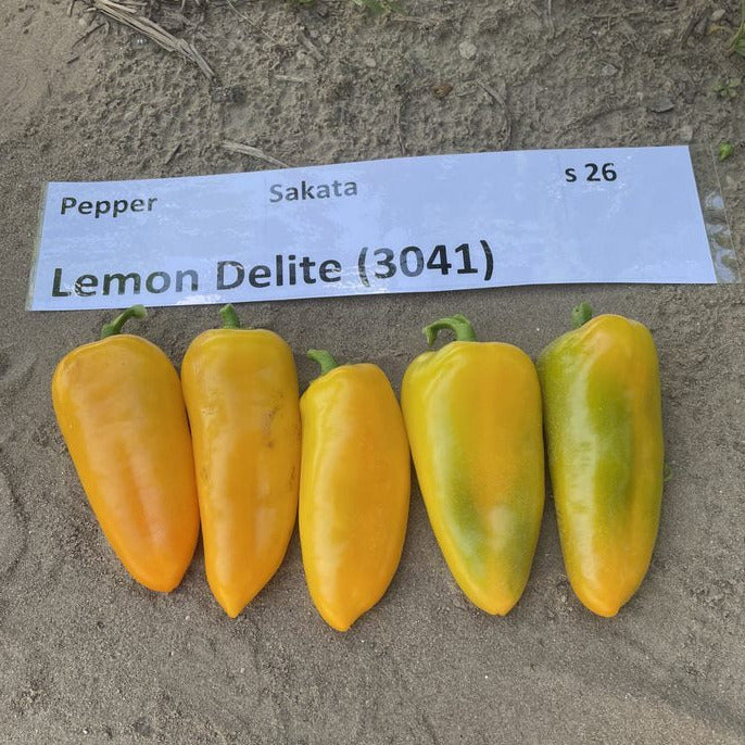Hybrid Yellow Mini Pepper - Lemon Delite