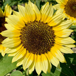 OP Sunflower - Lemon Queen