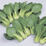 Hybrid Pak Choi - Li Ren Choi