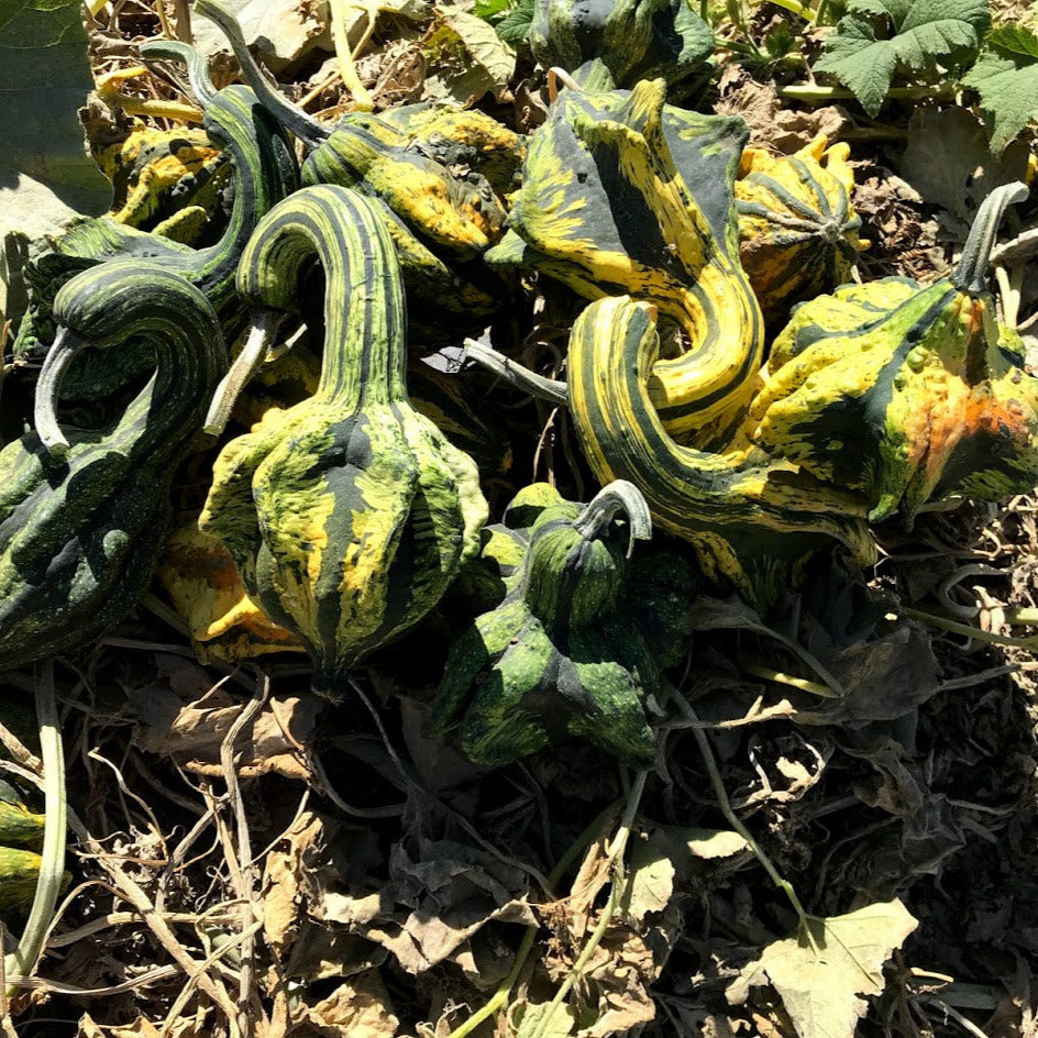 OP Small Gourd - Lil Gordy