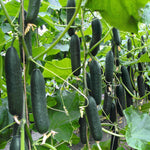 Hybrid Slicing Cucumber - Lisboa