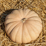 OP Specialty Winter Squash - Long Island Cheese