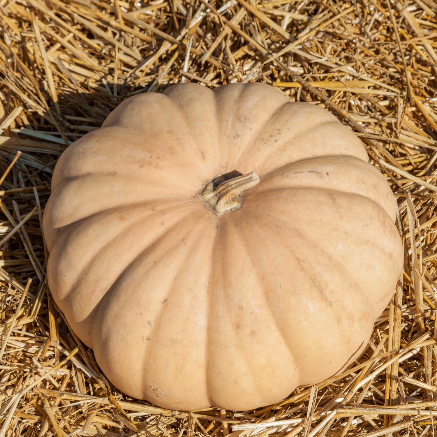 OP Specialty Winter Squash - Long Island Cheese