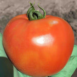 Hybrid Round Red Tomato - Longboat