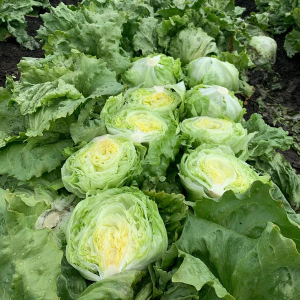 OP Green Iceburg (Crisphead) Lettuce - Lucia