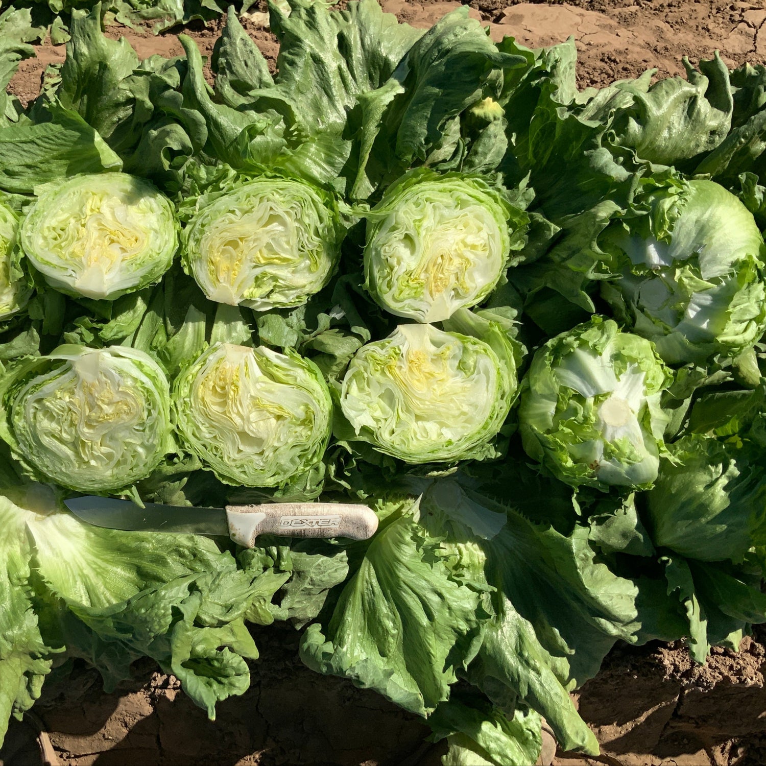 OP Green Iceburg (Crisphead) Lettuce - Lucia