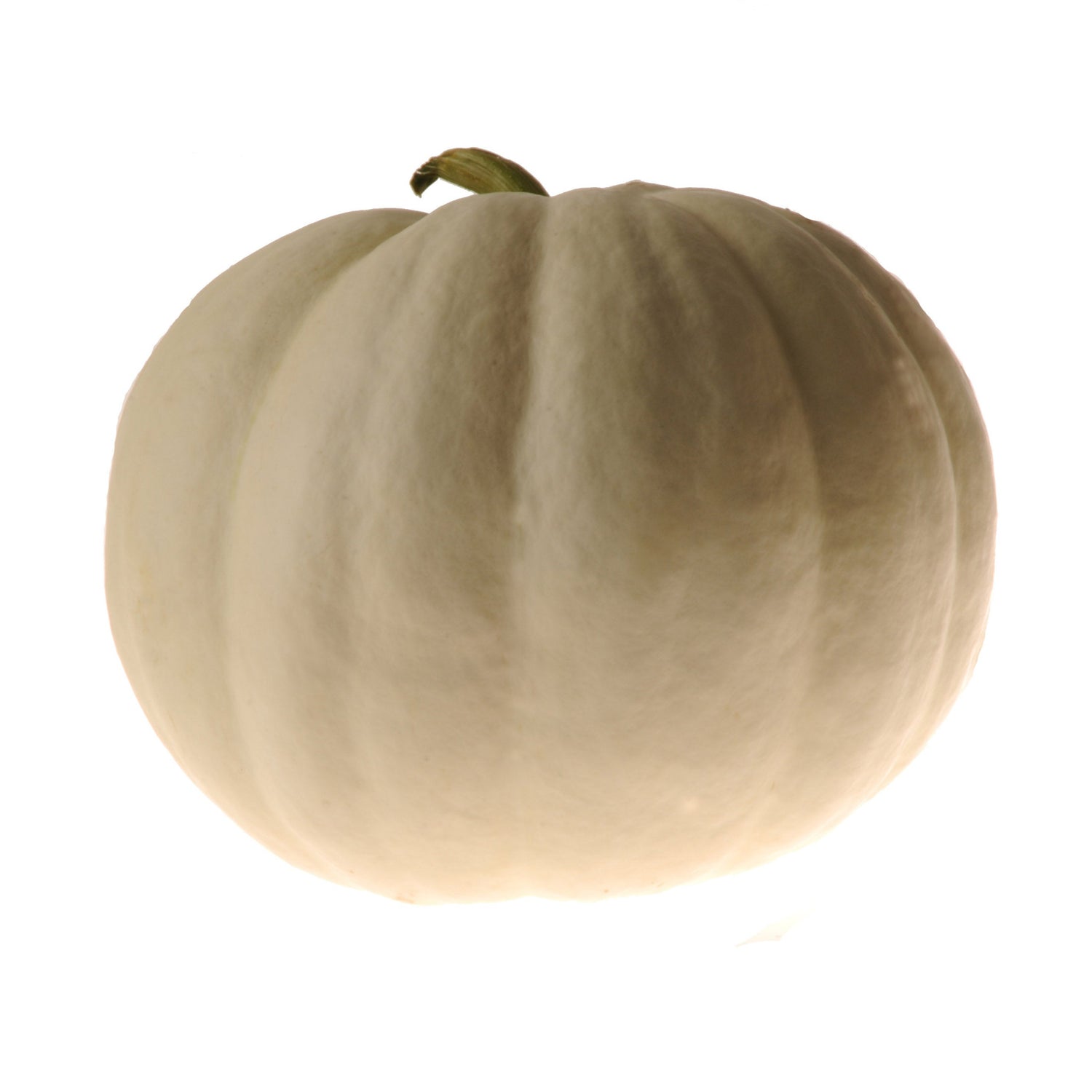 OP White Pumpkin - Lumina