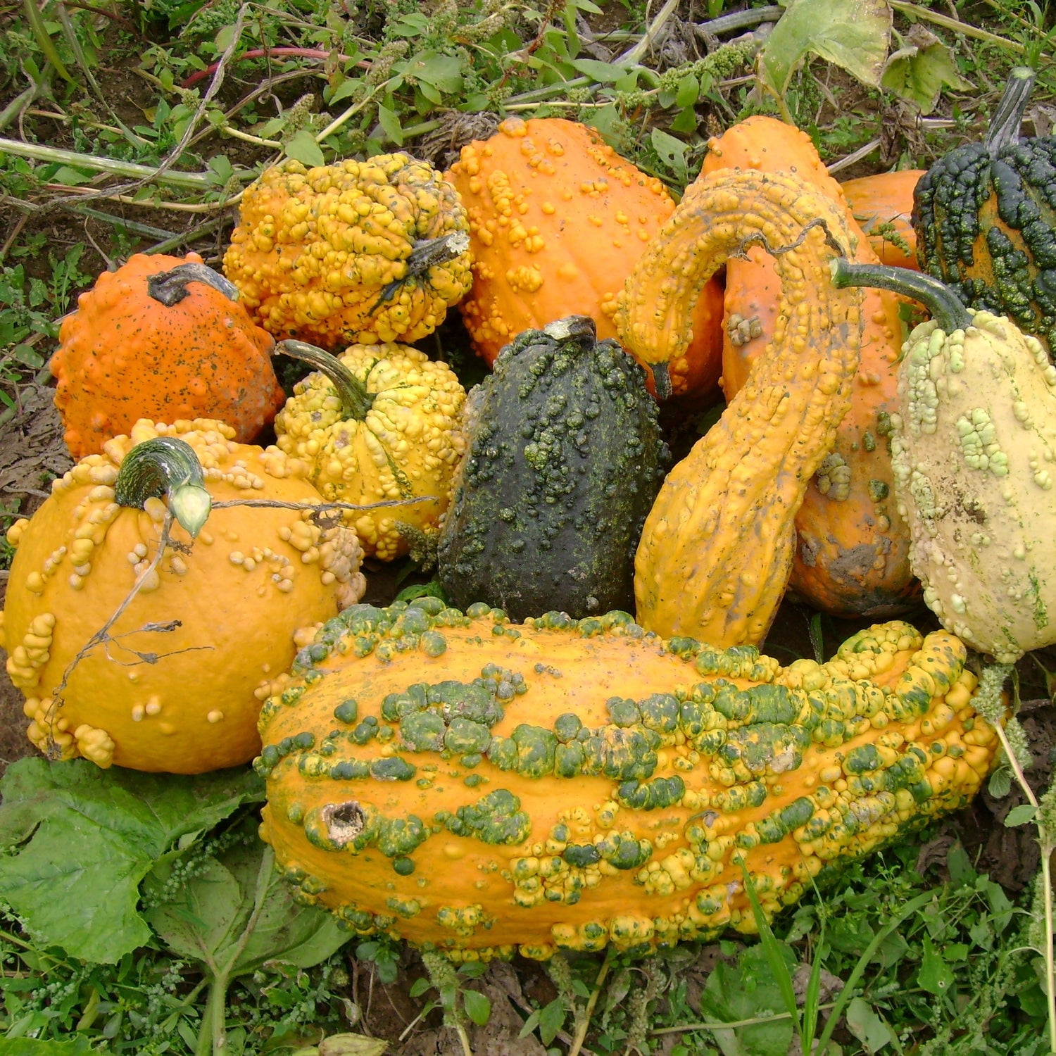 OP Large Gourd - Lunch Lady