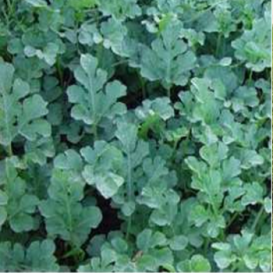 Hybrid Rootstock - Macis