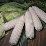 Hybrid Supersweet White Corn - Magnolia MXR