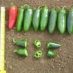 Hybrid Jalapeno Pepper - Malibu