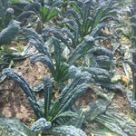 Hybrid Kale - Mamba