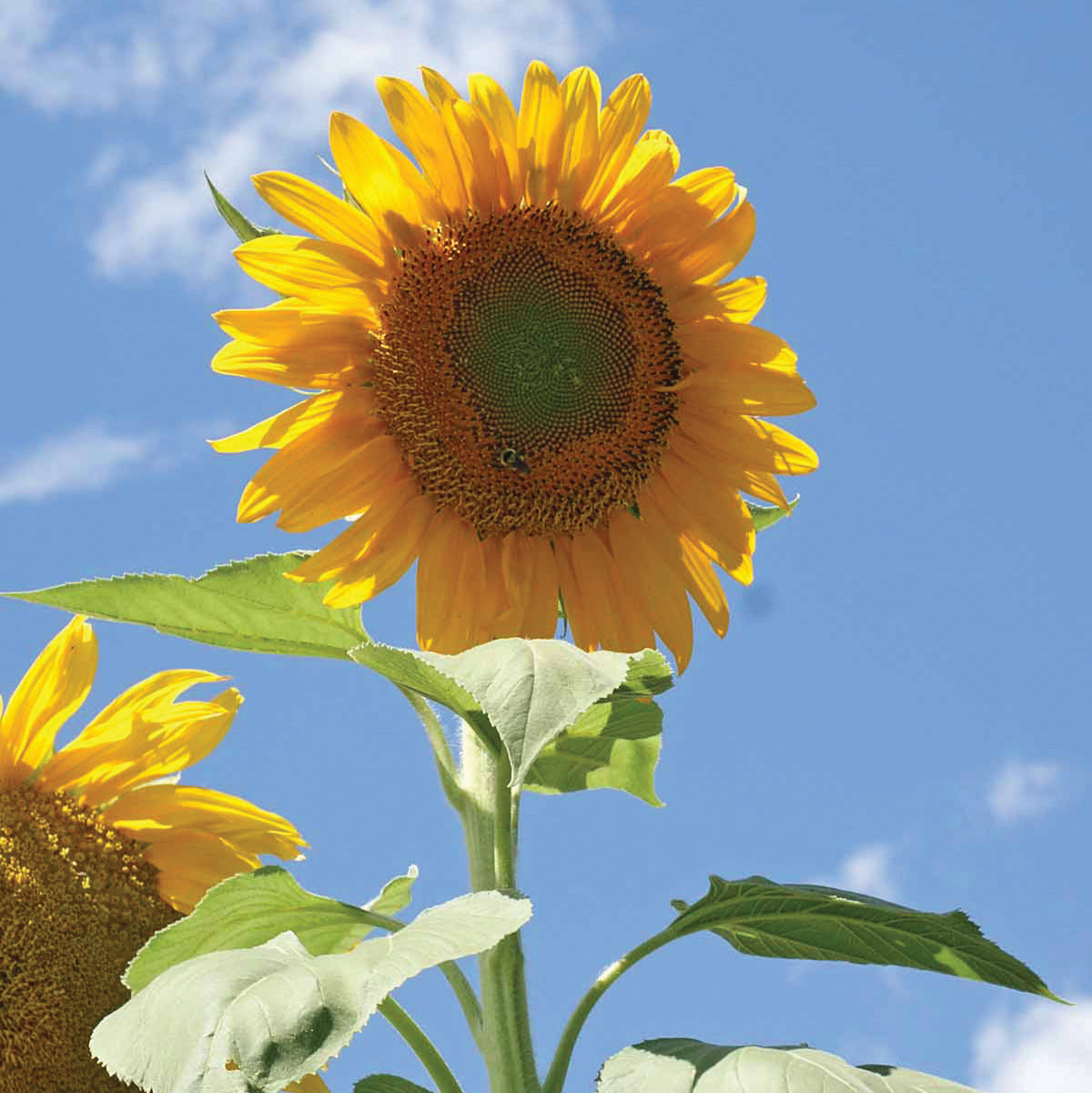 striped sunflower seed plant OP Sunflower