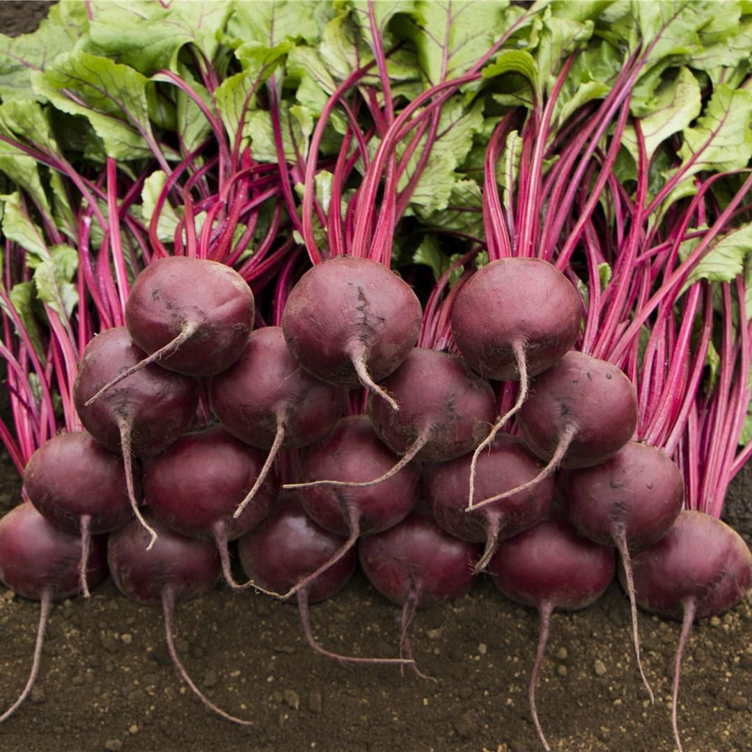 Hybrid Red Beet - Manolo