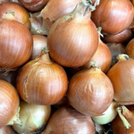 Hybrid Long Day Yellow Onion - Mansfield