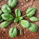 Hybrid Spinach - Marabu RZ