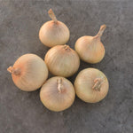 Hybrid Short Day Yellow Onion - Maragogi