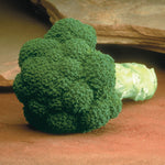 Hybrid Broccoli - Marathon