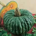 OP Specialty Winter Squash - Marina De Chioggia