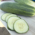 OP Slicing Cucumber - Marketmore 76