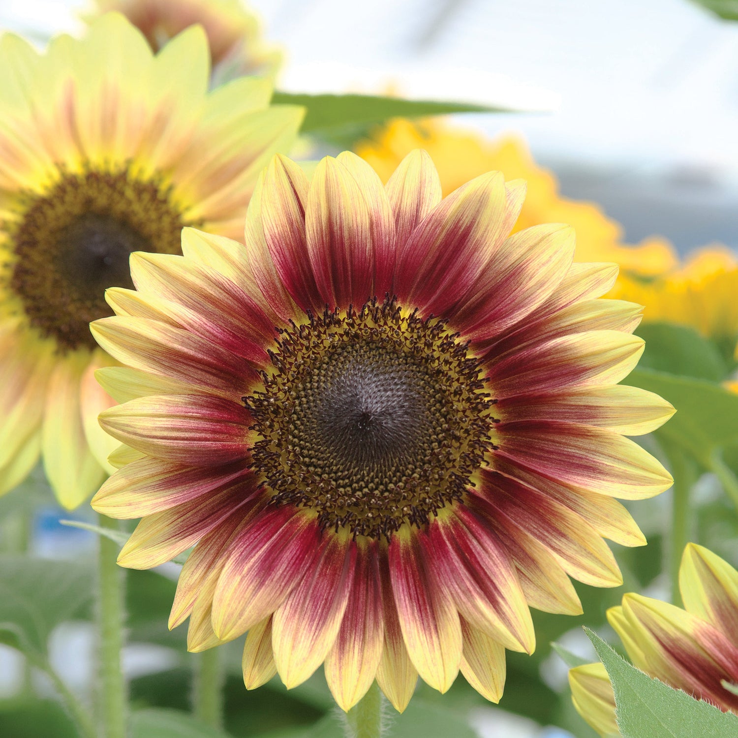 Hybrid Sunflower - Marley