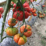Hybrid Heirloom Type Tomato - Marsalato