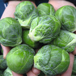Hybrid Brussels Sprouts - Marte
