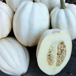 Hybrid Acorn Squash - Mashed Potatoes