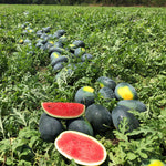 Hybrid Diploid (Seeded) Solid Dark Rind Watermelon - Maxx