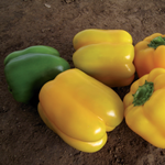 Hybrid Yellow Bell Pepper - Mecate