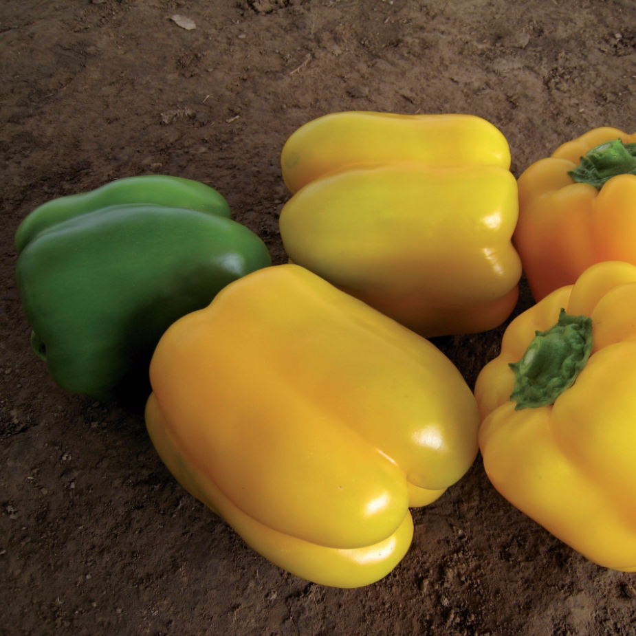 Hybrid Yellow Bell Pepper - Mecate