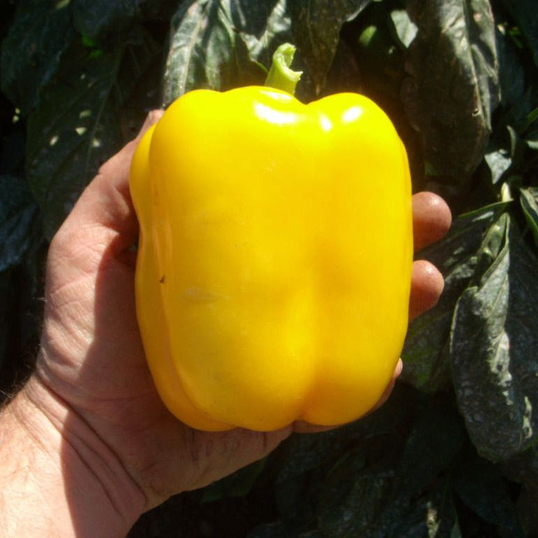 Hybrid Yellow Bell Pepper - Mecate