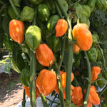 Hybrid Habanero Pepper - Megalodon