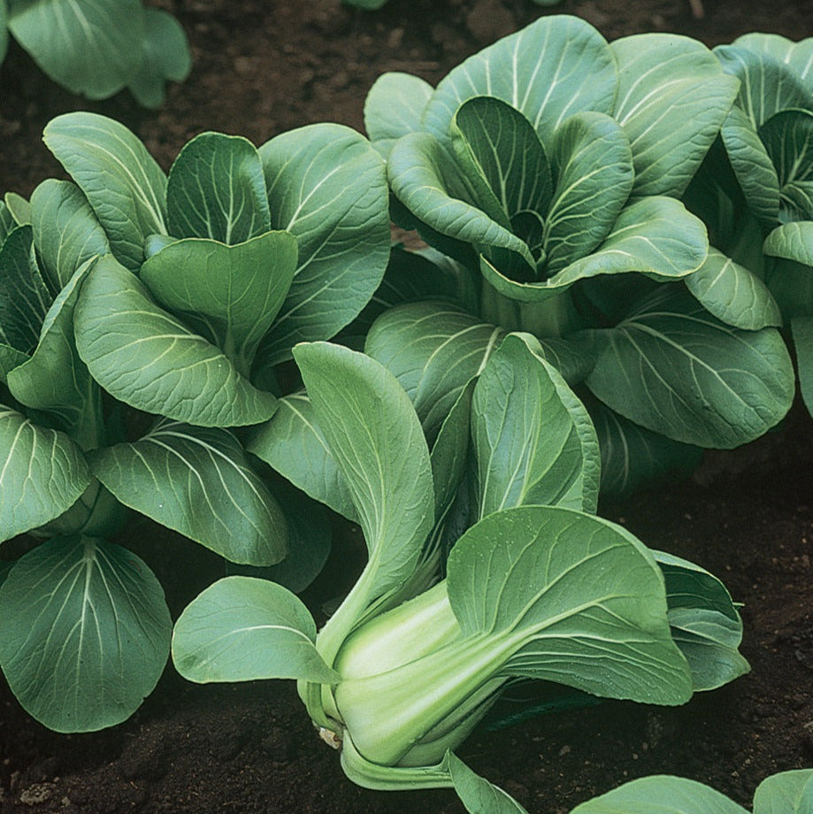 Hybrid Pak Choi - Mei Qing Choi