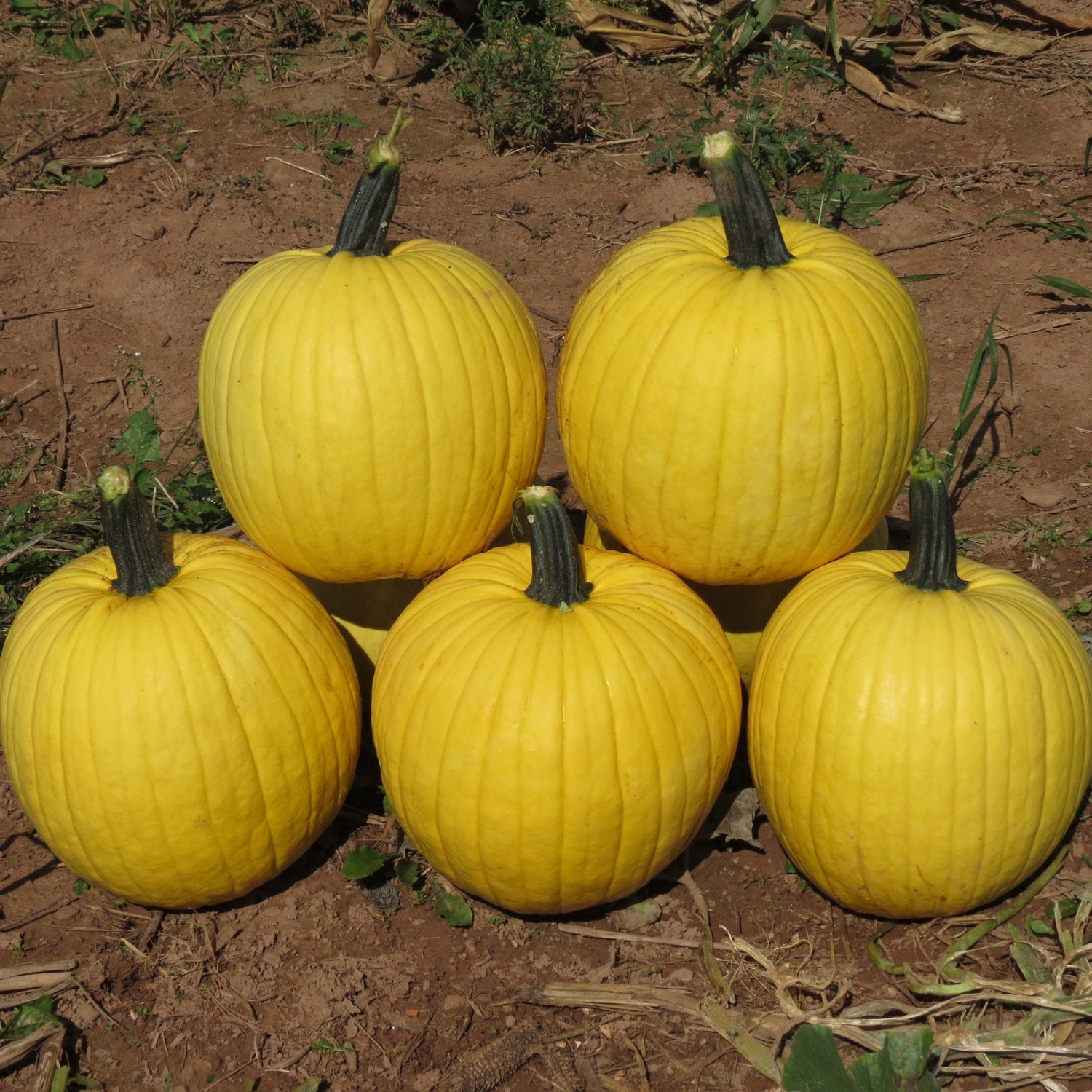 Hybrid Carving Pumpkin - Mellow Yellow