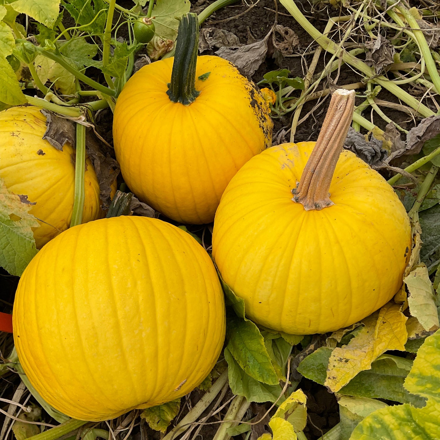 Hybrid Carving Pumpkin - Mellow Yellow