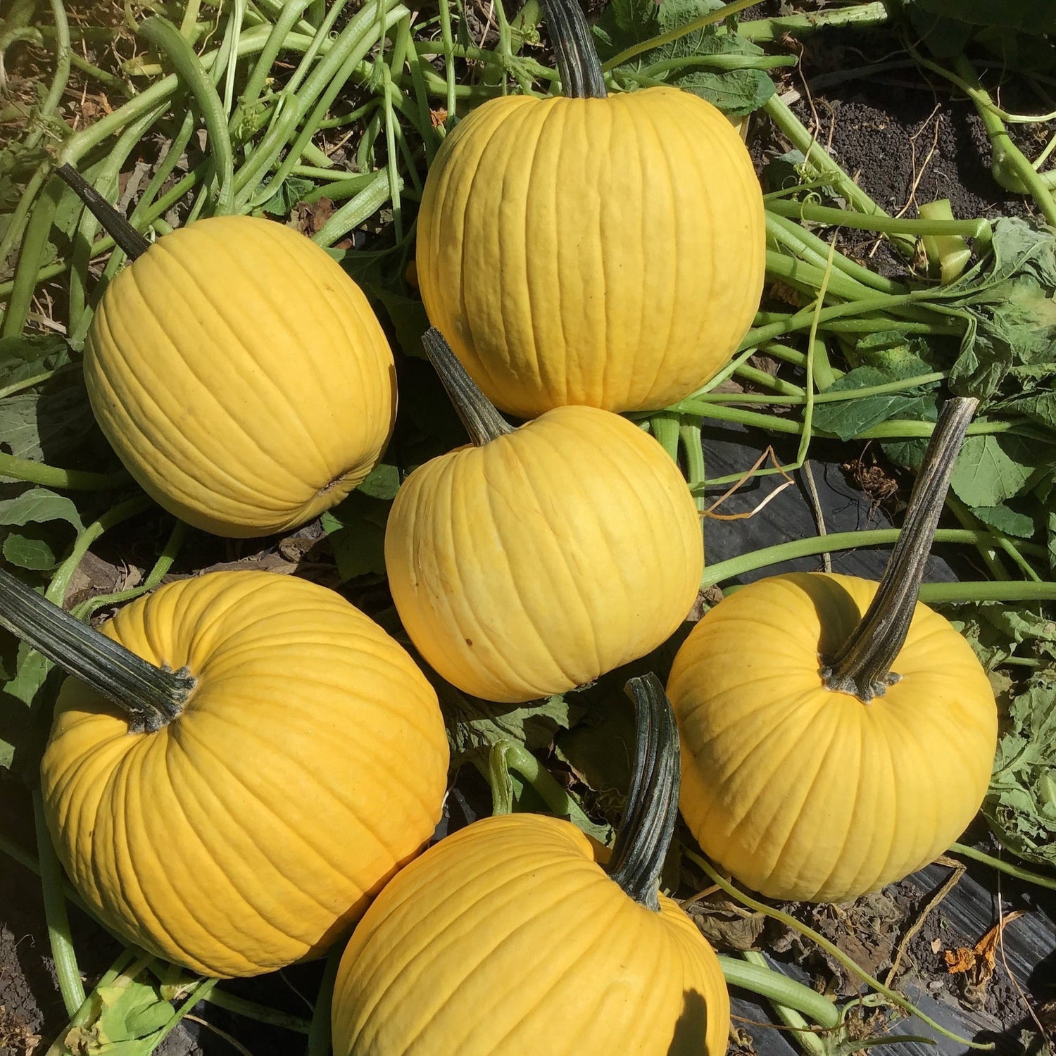 Hybrid Carving Pumpkin - Mellow Yellow