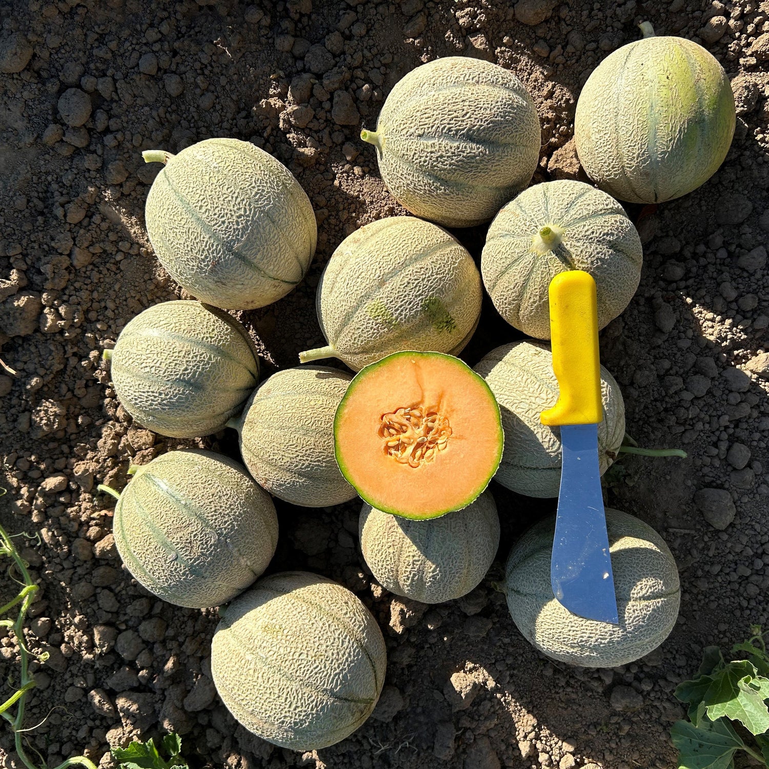 Hybrid Gourmet Melon - Melonade