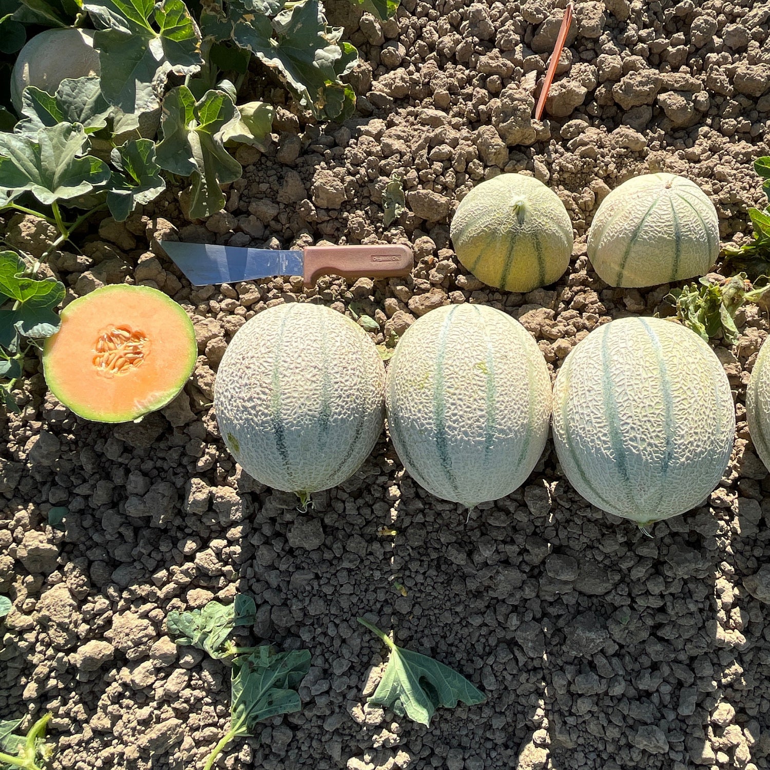 Hybrid Gourmet Melon - Melonade