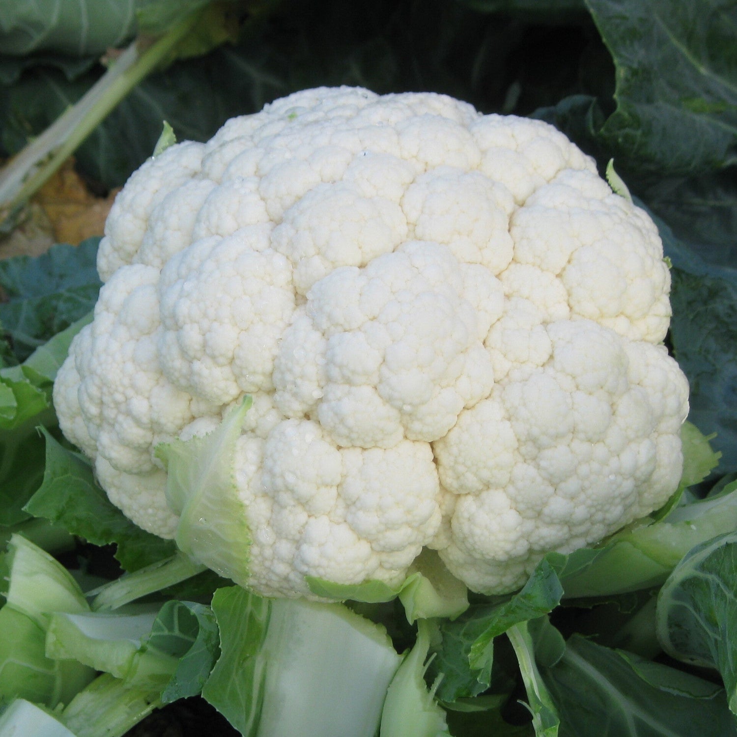 Hybrid White Cauliflower - Melrose RZ