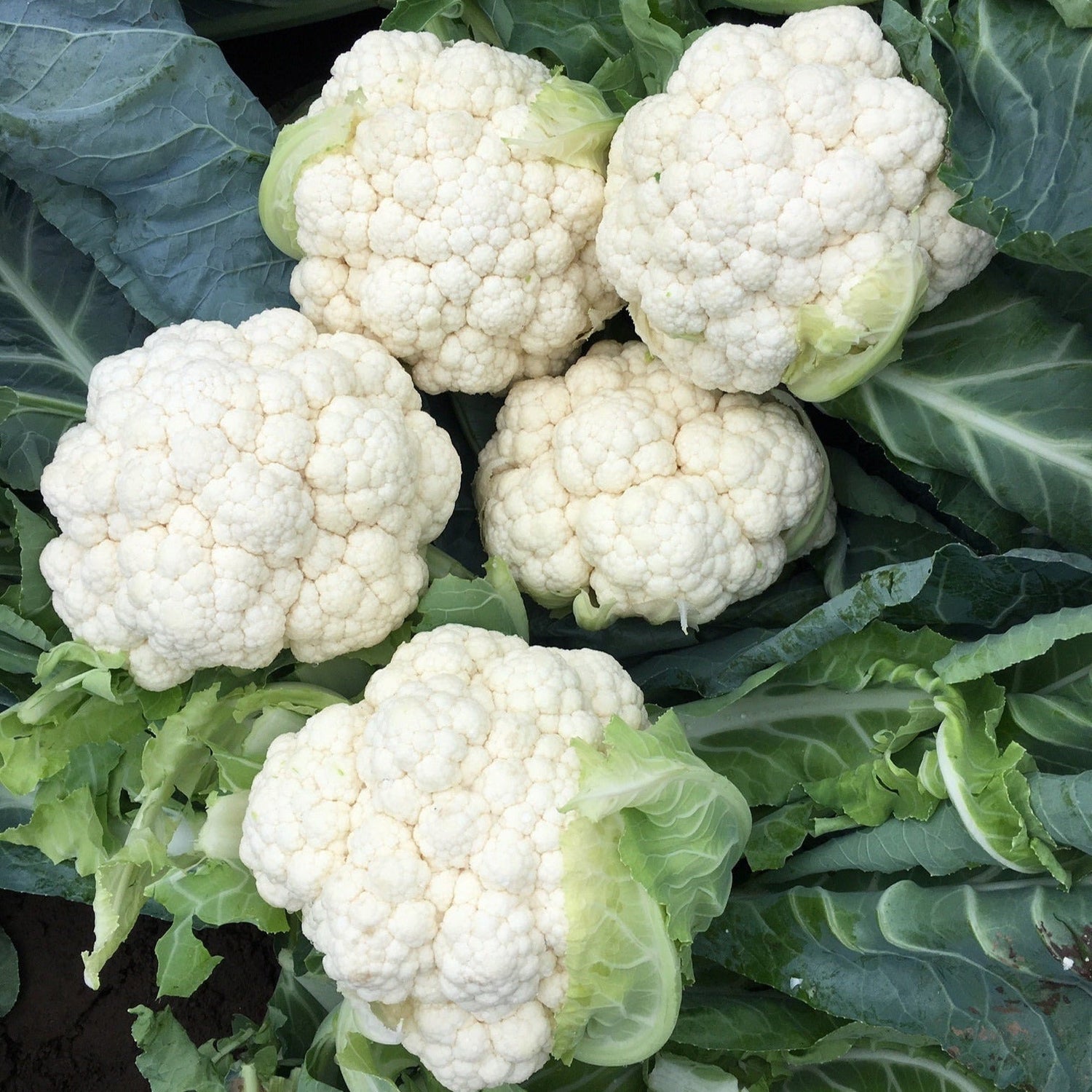 Hybrid White Cauliflower - Melrose RZ